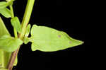 South Americn skullcap